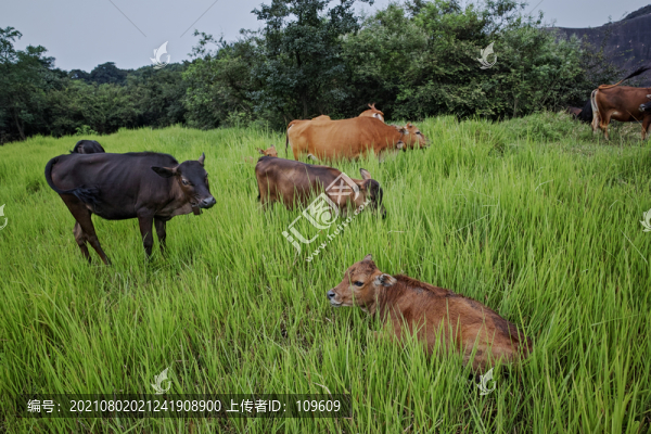 高山生態(tài)牛