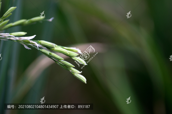 水稻稻穗特寫
