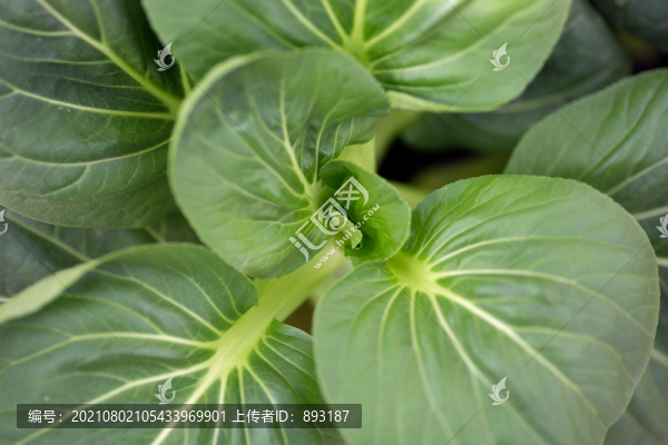俯視拍攝一顆生長(zhǎng)的小白菜心