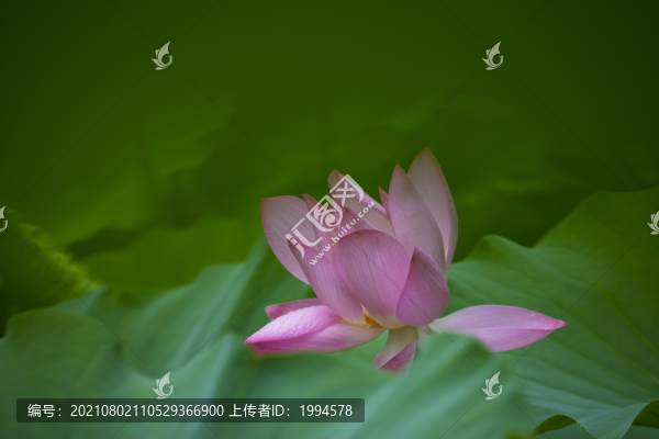 荷