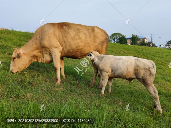 小牛吸允媽媽乳汁
