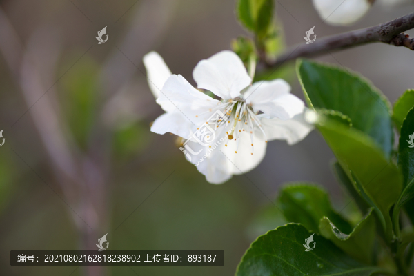 春季盛開的梨花