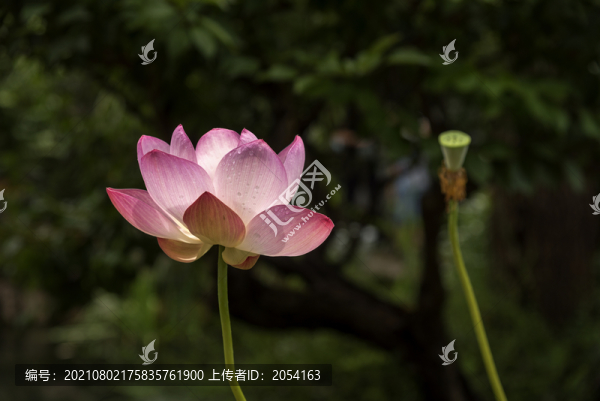 古猗園荷花