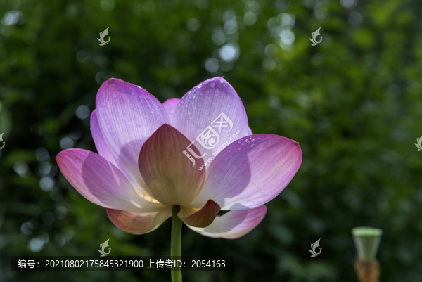 古猗園荷花