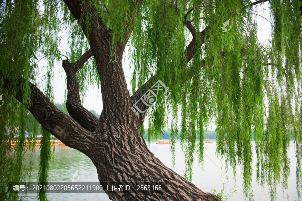 圓明園福海垂柳