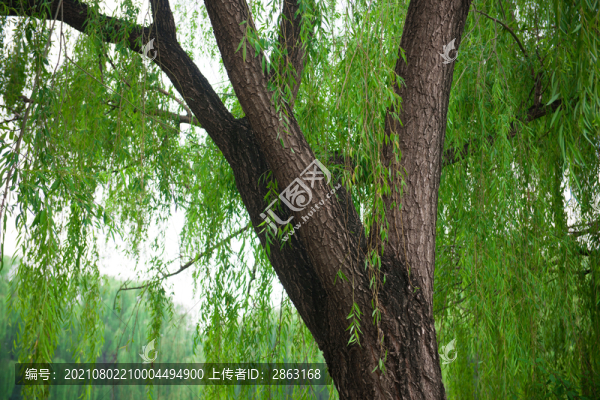 圓明園楊樹