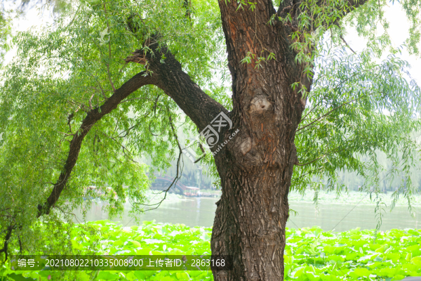 水邊垂柳