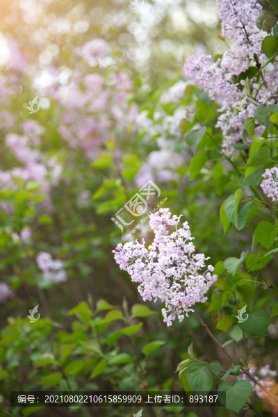 春天戶(hù)外的丁香花
