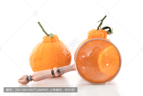 白背景上兩個丑橘和一個放大鏡