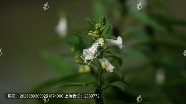 芝麻