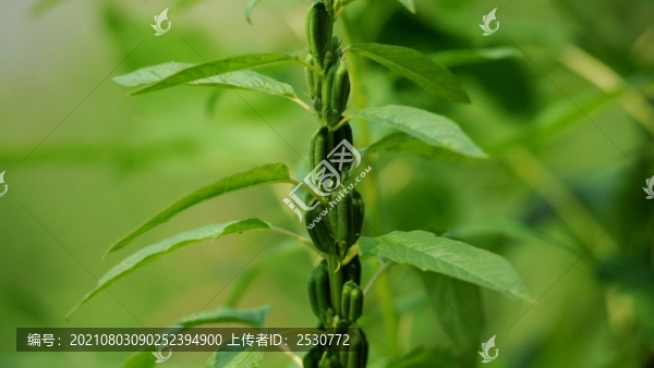 芝麻