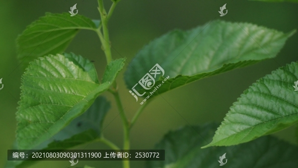 桑樹