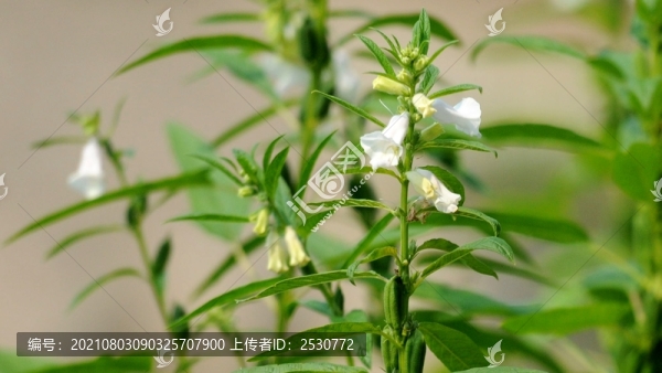 芝麻