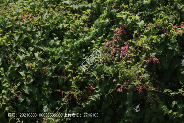 臺(tái)灣公園花卉
