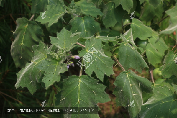臺灣公園花卉