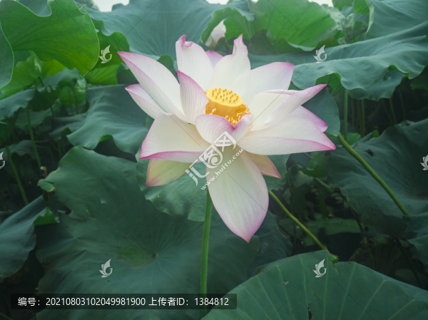 意境荷花
