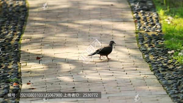林蔭小道