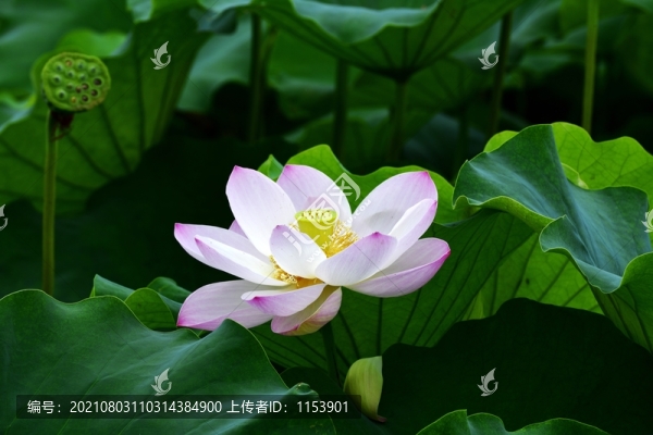 荷花