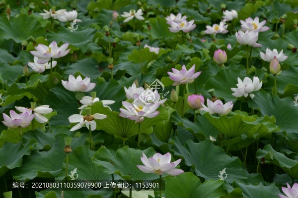 荷花