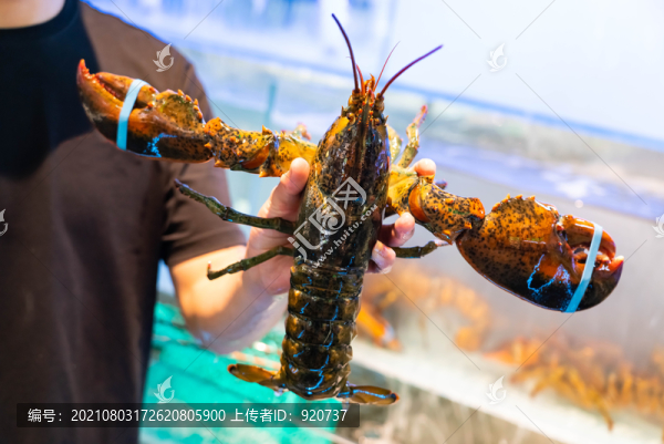 波士頓龍蝦