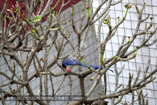 飛進(jìn)雞蛋花樹上的紅嘴藍(lán)鵲