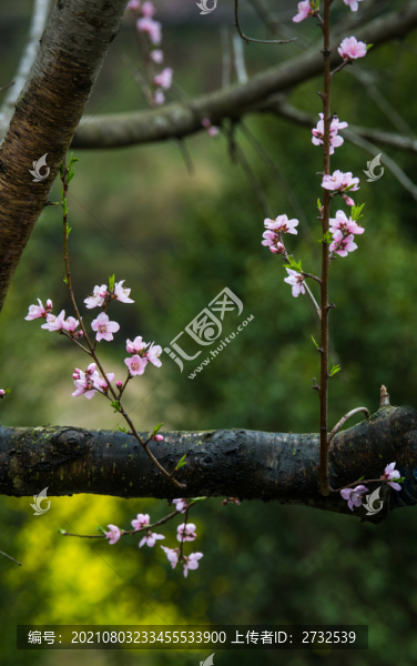 桃花