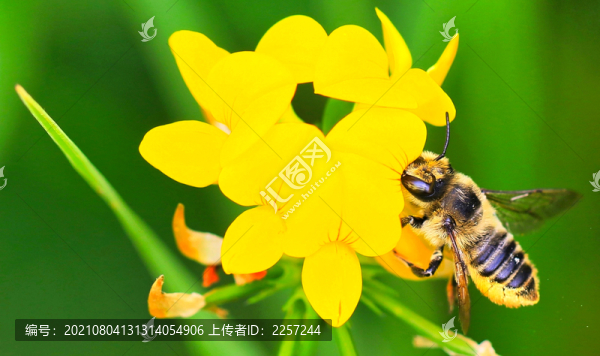 切葉蜂