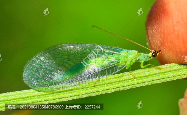 草蜻蛉