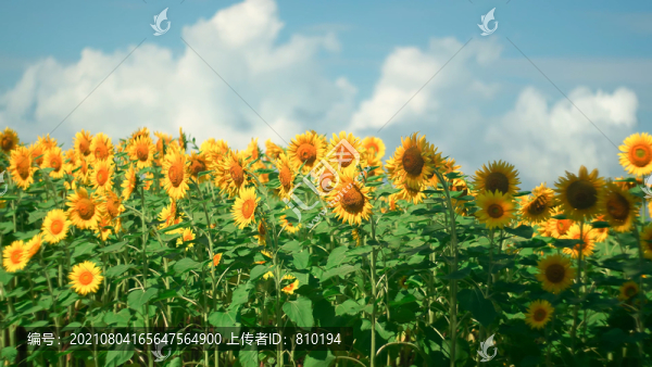 唯美浪漫向日葵葵花花海綻放蜜蜂