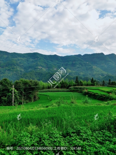 梯田山林