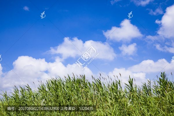 蘆葦藍(lán)天白云