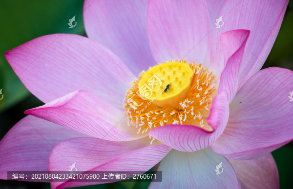 盛開的蓮花