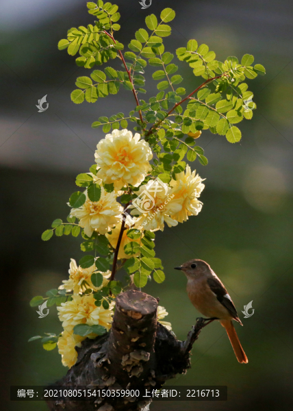 雀鳥圖