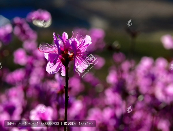 杜鵑花