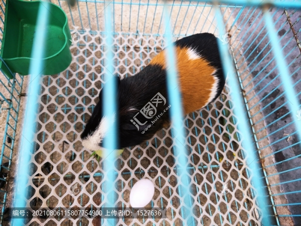 籠子里的倉鼠