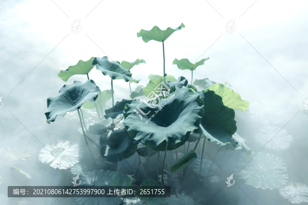 荷葉