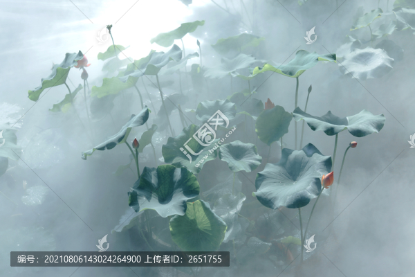 荷花