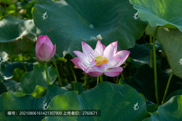 盛開的荷花