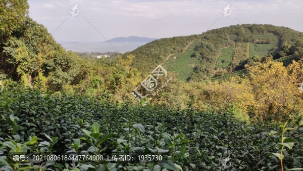 茶山