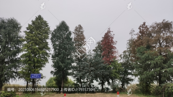 樹木