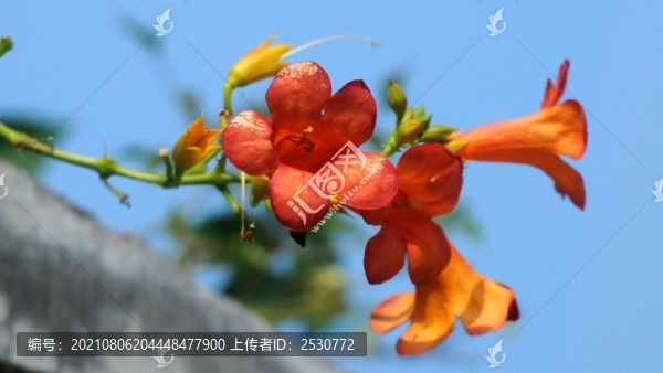 凌霄
