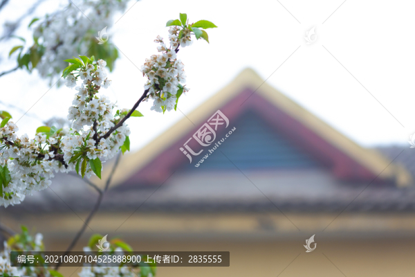 開在窗外的鮮花