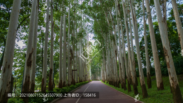 林蔭小路陽光桉樹林