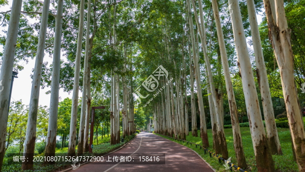 林蔭小路陽光桉樹林
