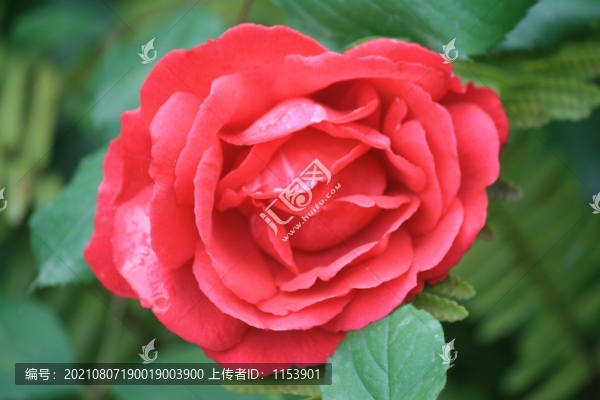 月季花