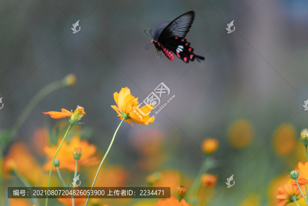 蝶戀花