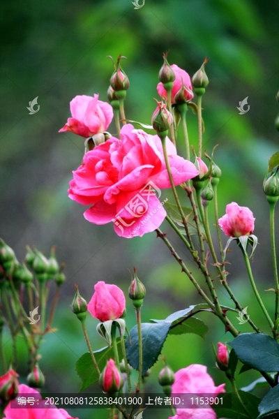 月季花
