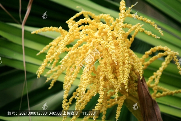 蒲葵開花