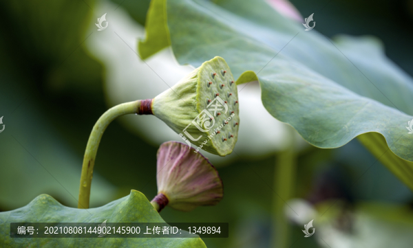 夢(mèng)幻荷花