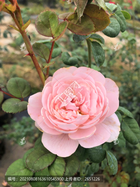 月季花